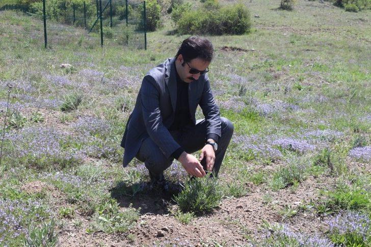 Kral Anitta yabani ot ekmişti, 4 bin yıl sonra lavanta bahçesine dönüşüyor G3