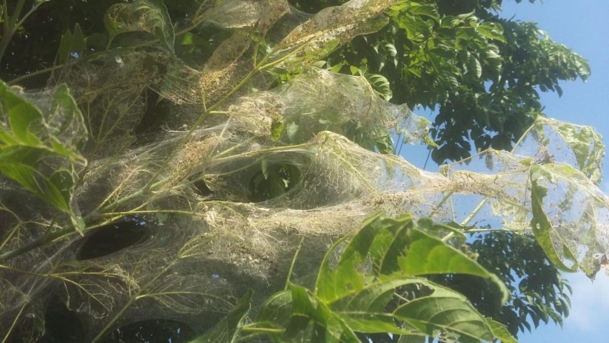 D&uuml;zce Belediyesi Amerikan Beyaz Kelebeğine karşı ila&ccedil;lama &ccedil;alışması başlattı