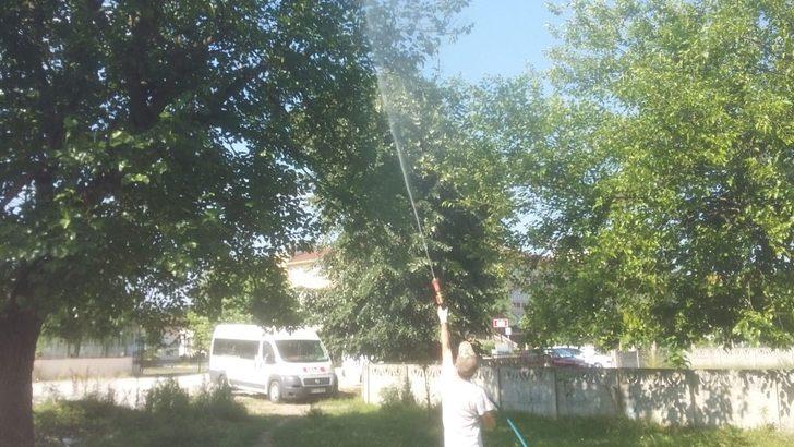 Düzce Belediyesi Amerikan Beyaz Kelebeğine karşı ilaçlama çalışması başlattı G2