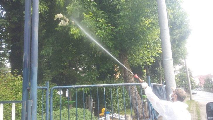 Düzce Belediyesi Amerikan Beyaz Kelebeğine karşı ilaçlama çalışması başlattı G3