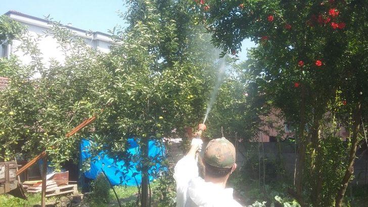 Düzce Belediyesi Amerikan Beyaz Kelebeğine karşı ilaçlama çalışması başlattı G4