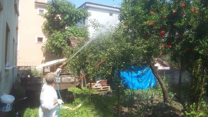 Düzce Belediyesi Amerikan Beyaz Kelebeğine karşı ilaçlama çalışması başlattı G5