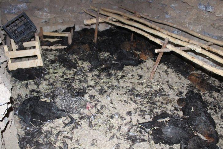 Şemdinli’de köpekler ahıra girip 72 tavuğu telef etti G2
