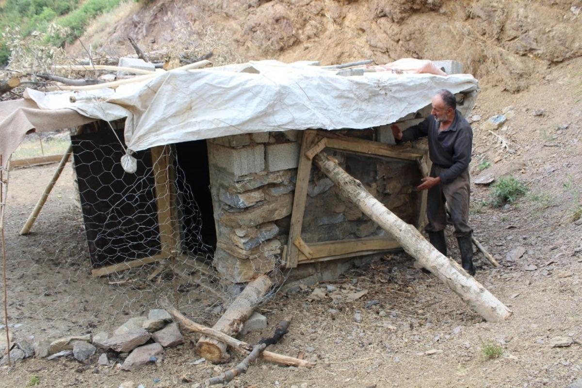 Şemdinli&rsquo;de k&ouml;pekler ahıra girip 72 tavuğu telef etti