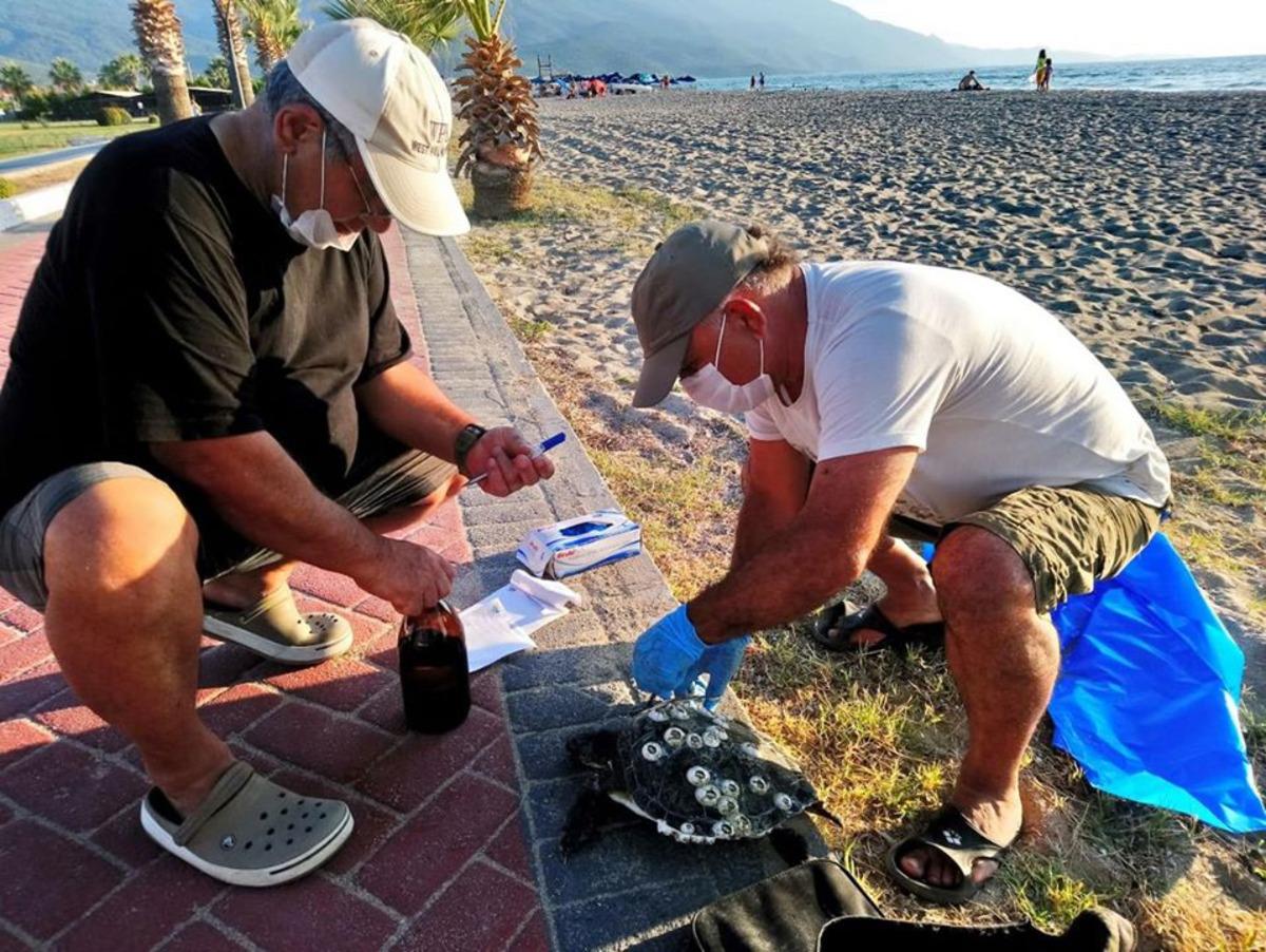 Kuşadası'nda en b&uuml;y&uuml;k erkek yeşil deniz kaplumbağası kıyıya vurdu
