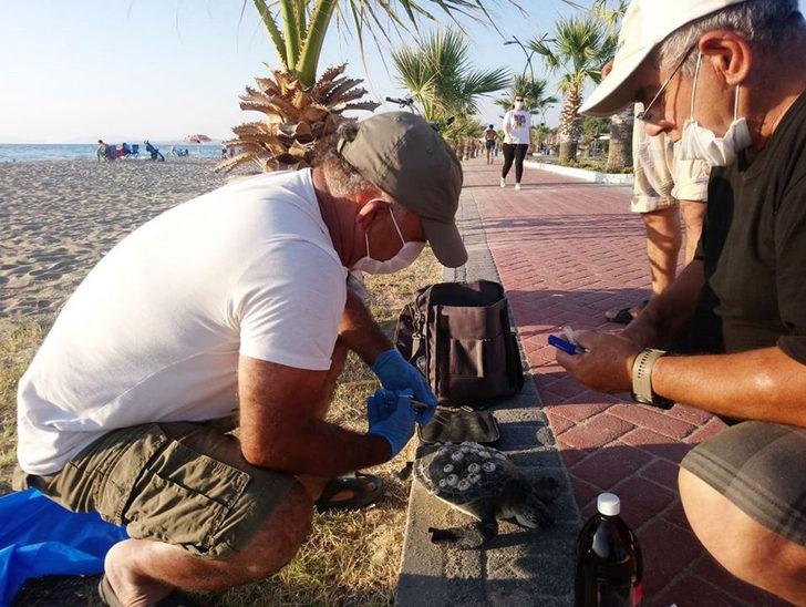 Kuşadası'nda en büyük erkek yeşil deniz kaplumbağası kıyıya vurdu G2