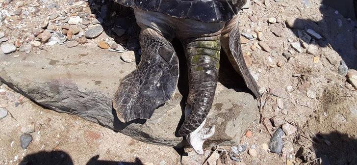 Kuşadası'nda en büyük erkek yeşil deniz kaplumbağası kıyıya vurdu G5