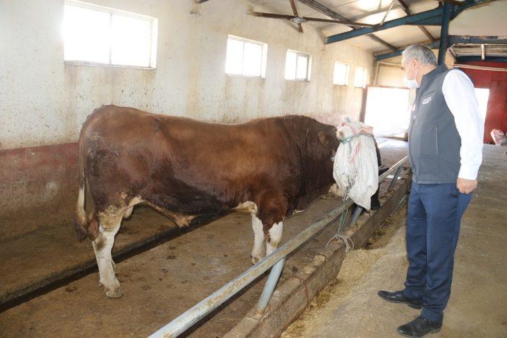 Kurban Bayramı öncesinde İl Müdürü Akar’dan Hayvan Pazarına ziyaret G4