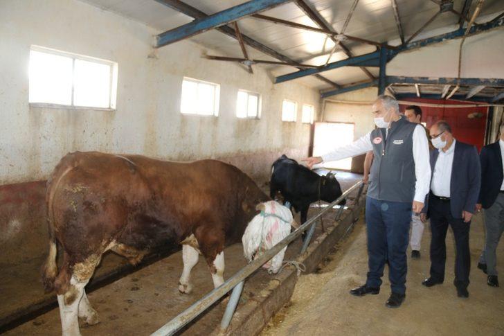 Kurban Bayramı öncesinde İl Müdürü Akar’dan Hayvan Pazarına ziyaret G5