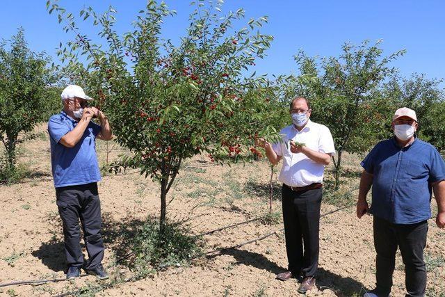 Erzincan’da sanayi meyveciliğine yatırımlar sürüyor