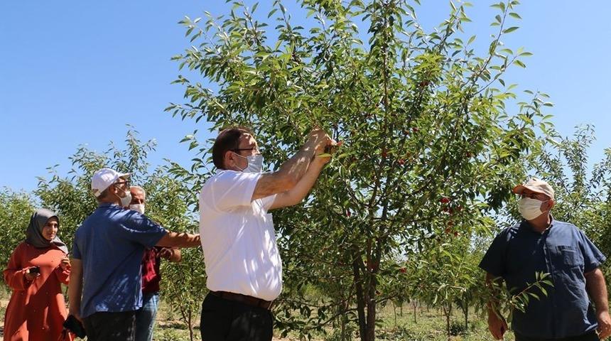 Erzincan&rsquo;da sanayi meyveciliğine yatırımlar s&uuml;r&uuml;yor