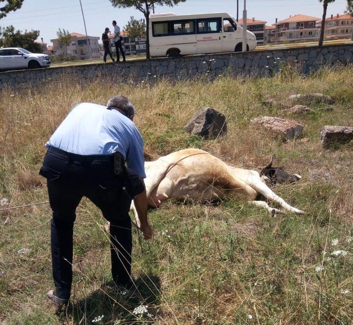 Ayvalık zabıtasından inek kurtarma operasyonu G1