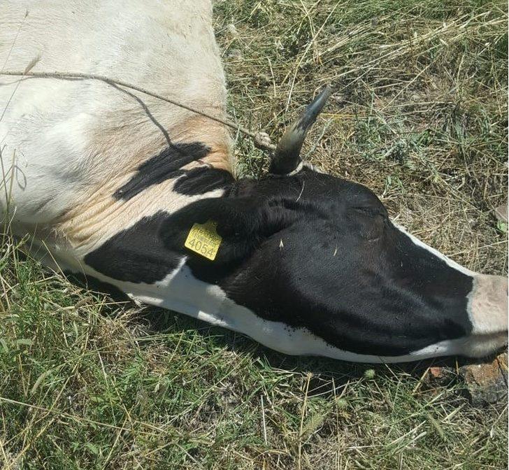 Ayvalık zabıtasından inek kurtarma operasyonu G2