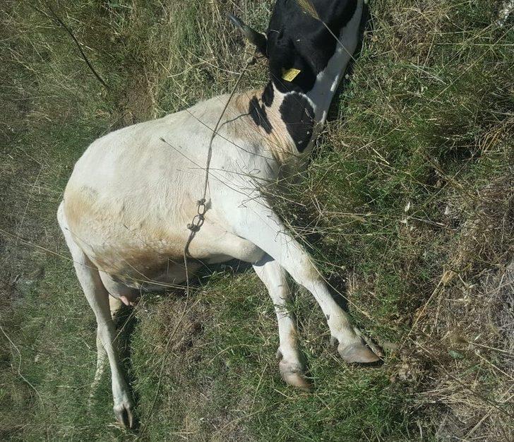 Ayvalık zabıtasından inek kurtarma operasyonu G3
