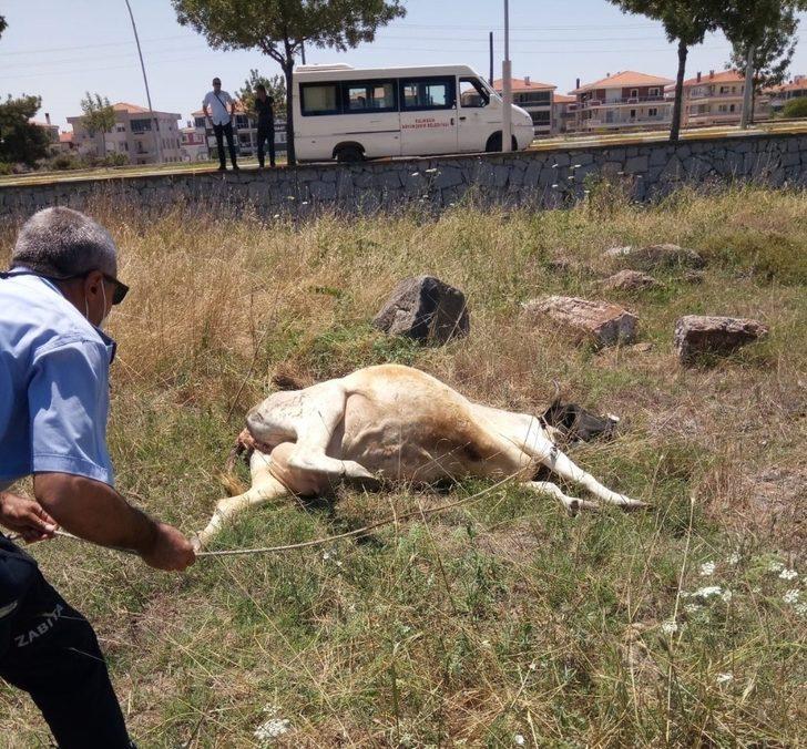 Ayvalık zabıtasından inek kurtarma operasyonu G4