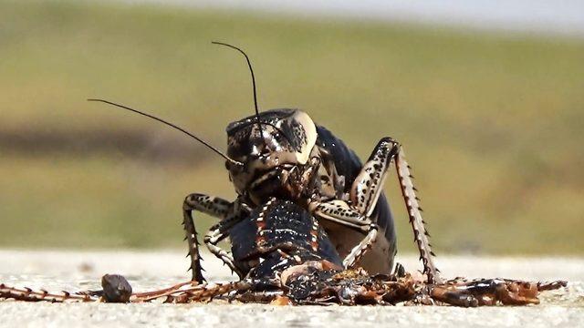 'Yamyam' tombul çekirge (Bradyporus) kendi türünü yerken görüntülendi