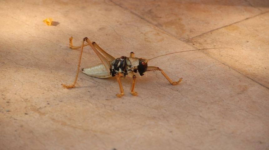 Dev çekirge şaşkınlığı! Gören telefonuna sarıldı