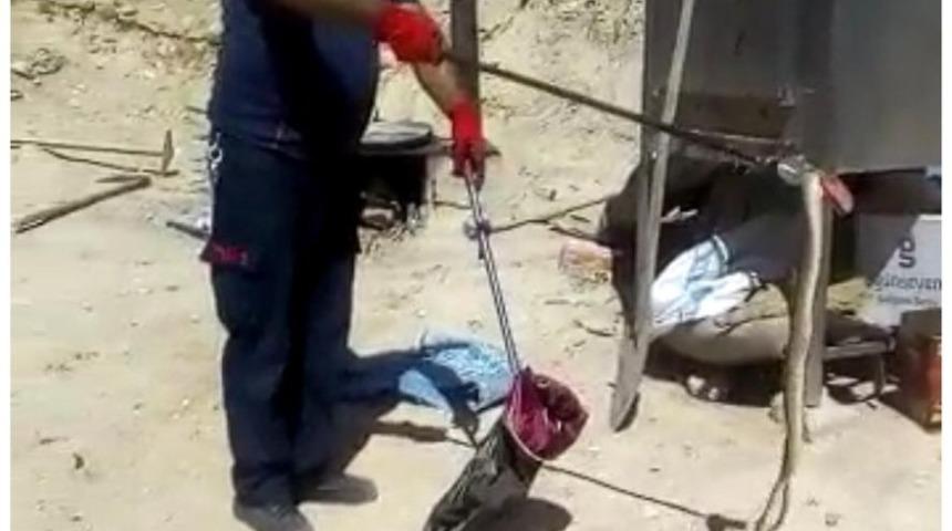 Ereğli&rsquo;de g&ouml;r&uuml;len yılan korkuya neden oldu