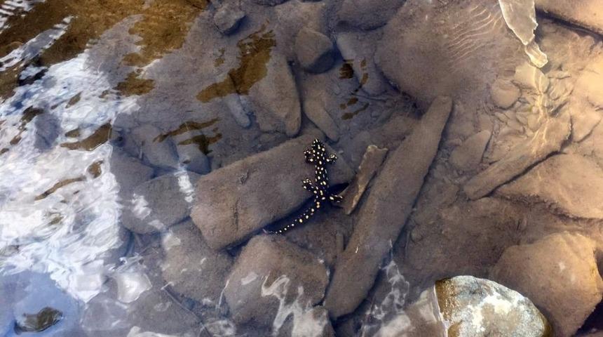 Y&uuml;ksekova&rsquo;da benekli Anadolu semenderi g&ouml;r&uuml;nt&uuml;lendi