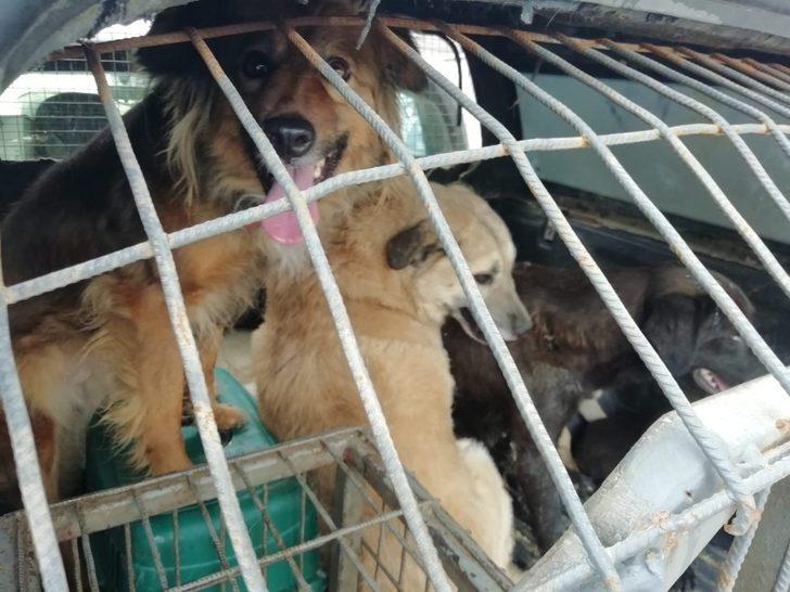Kötü koşullarda yaşayan 34 köpek koruma altına alındı G1
