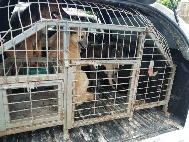 Kötü koşullarda yaşayan 34 köpek koruma altına alındı G3