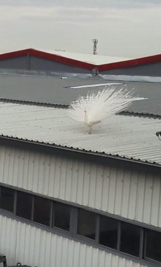 Fabrikanın çatısına tavus kuşu kondu, görenler hayretler içinde kaldı
