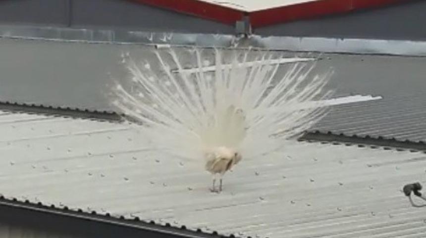 Fabrikanın &ccedil;atısına konan tavus kuşu g&ouml;renleri şaşırttı