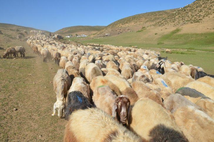 Kadınların yayladaki zorlu mesaisi başladı G3