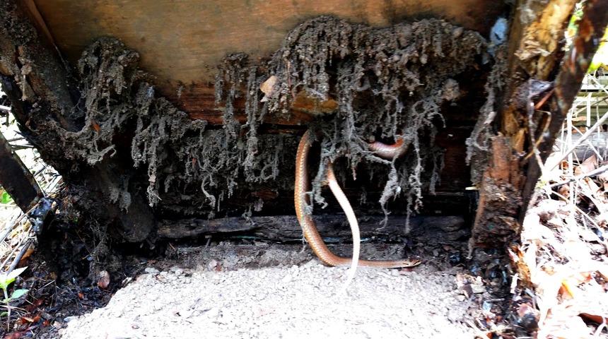 Arı kovanına yuva yapan yılanı besliyor