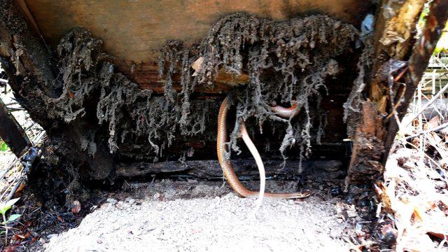 Arı kovanına yuva yapan yılanı besliyor