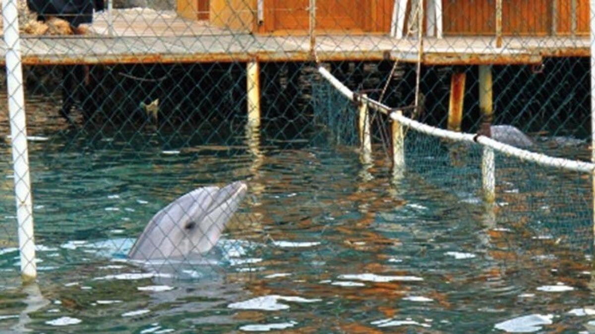 Yunuslara &Ouml;zg&uuml;rl&uuml;k Platformu&rsquo;ndan TBMM&rsquo;ye &ccedil;ağrı