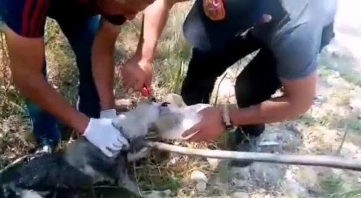 Başı bidona sıkışan k&ouml;peğin imdadına itfaiye ekipleri yetişti