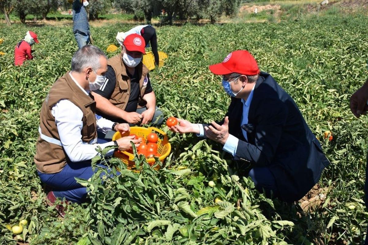 Salihli Ovasında yerli domatesler hasat ediliyor