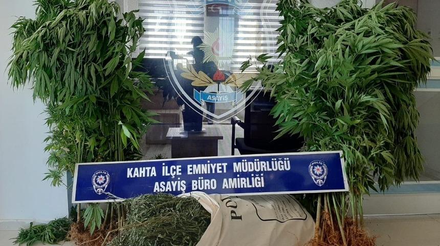 Saksıda hint keneviri yetiştiren şahıs gözaltına alındı