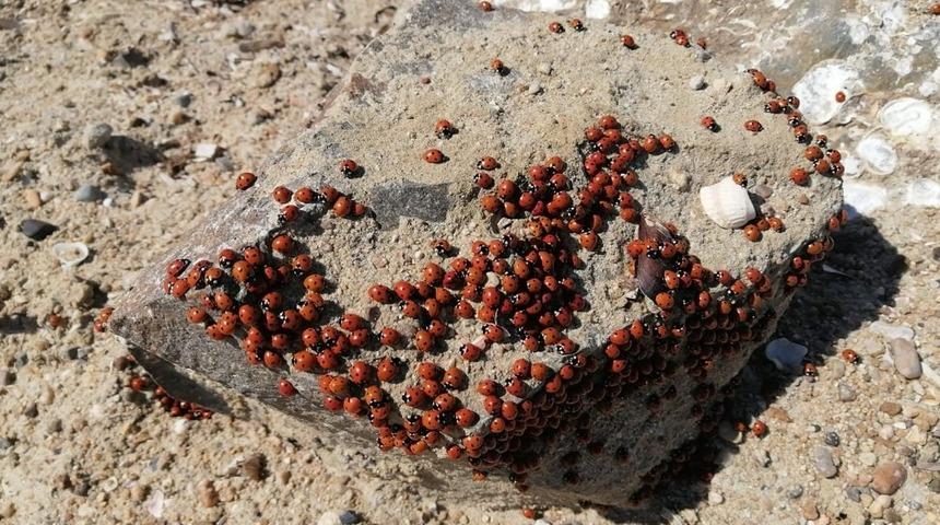 Saros sahilleri uğur b&ouml;cekleri ile kırmızıya b&uuml;r&uuml;nd&uuml;
