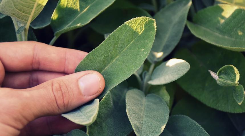 Adaçayı kullanırken bunlara dikkat! Fazla tüketilirse kalp sorunlarına bile yol açıyor