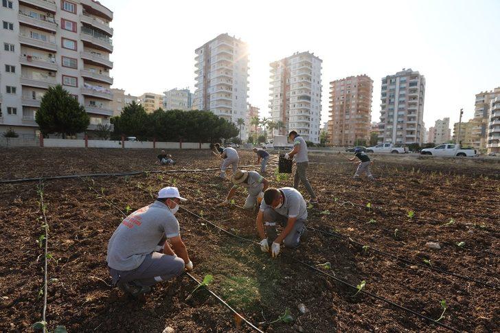Mersin’de şehir manzaralı biberiye ve sebze tarlası G2