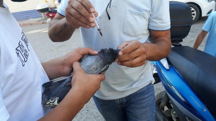 Sinekliğe sıkışan güvercin kurtarıldı G4