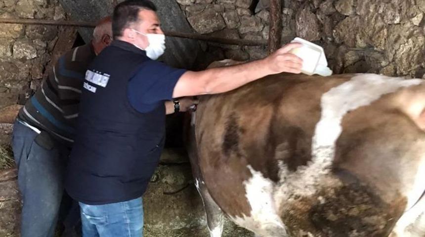Büyükbaş hayvanlarda kenelere karşı ilaçlama çalışması yapıldı