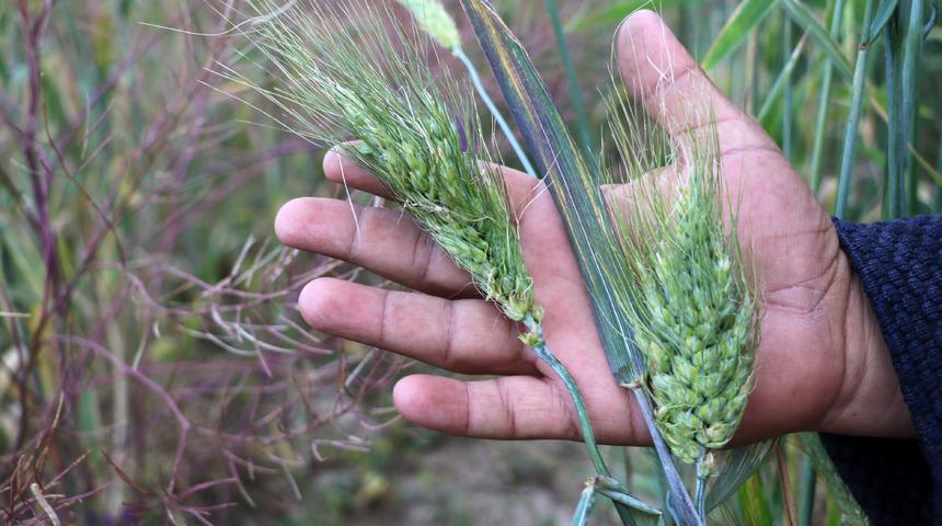 7 bin yıllık buğday tohumunu çoğaltmaya çalışıyor