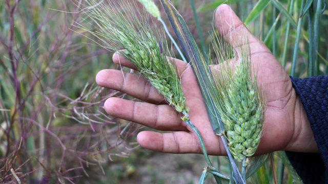 7 bin yıllık buğday tohumunu çoğaltmaya çalışıyor