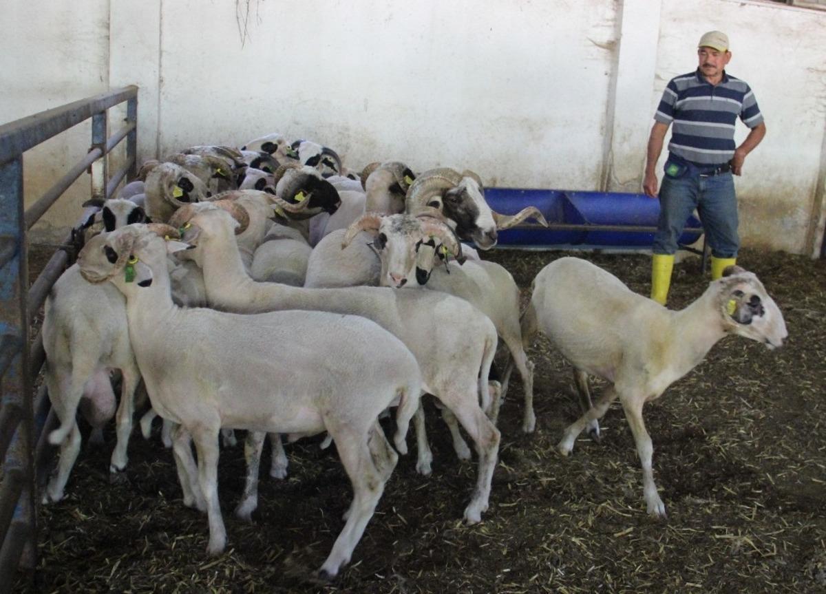 &Uuml;niversitenin kurbanlıkları belirlendi