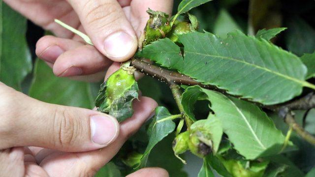 Katil arılara karşı laboratuvarda 'böcek' üretilecek