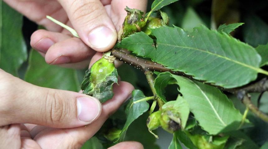 Katil arılara karşı laboratuvarda 'böcek' üretilecek