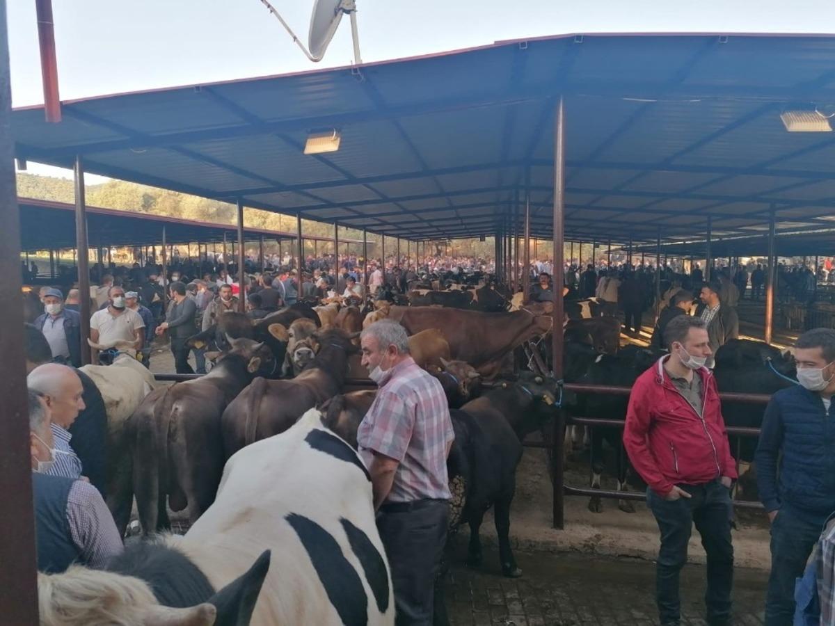 Aylar sonra a&ccedil;ılan hayvan pazarlarında iğne atsan yere d&uuml;şmez g&ouml;r&uuml;nt&uuml;ler oluştu