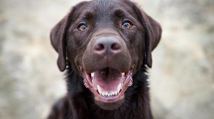 9 yıl bebek bekleyen çiftin ikizlerini köpek parçaladı!
