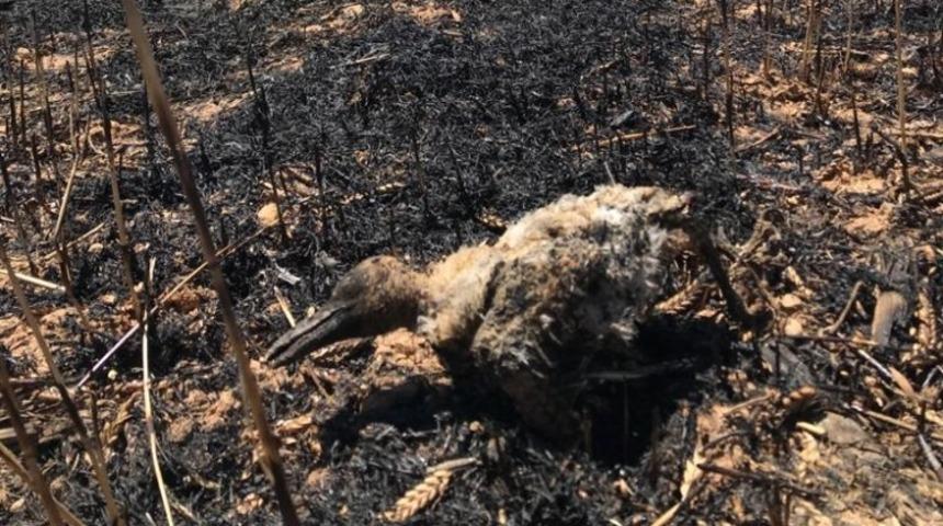Elektrik teline &ccedil;arpan karga buğday tarlasını yaktı