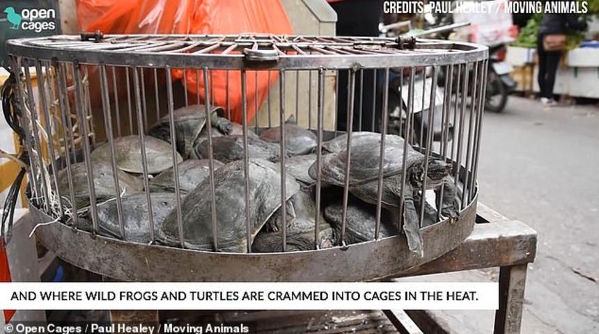 Hayvan pazarında ortaya çıkan görüntüler şoke etti