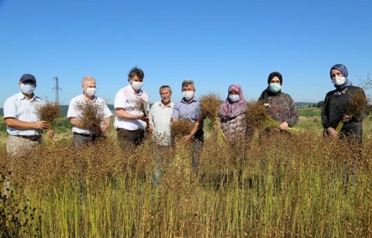 Unutulmaya y&uuml;z tutan Kandıra keteni 30 yıl sonra hasat edildi