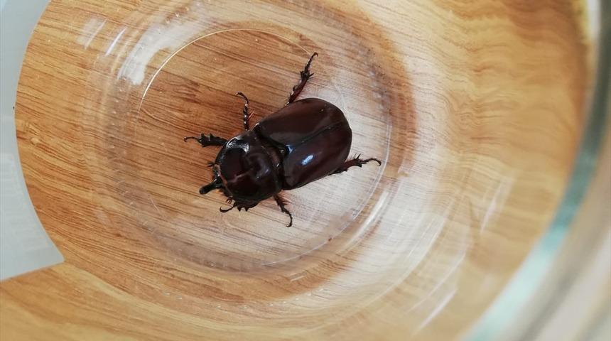 Gergedan b&ouml;ceğini toplayanlara minimum 73 bin 747 lira ceza